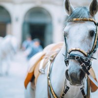 © Igor Tichonow - stock.adobe.com