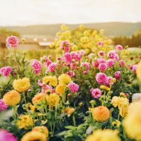 © annanahabed - stock.adobe.com