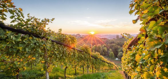 Sonnenaufgang in den Weinbergen in der Steiermark © christophstoeckl - stock.adobe.c