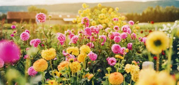 Beautiful field with pink and yelllow dahlia flowers, autumn gar © annanahabed - stock.adobe.com