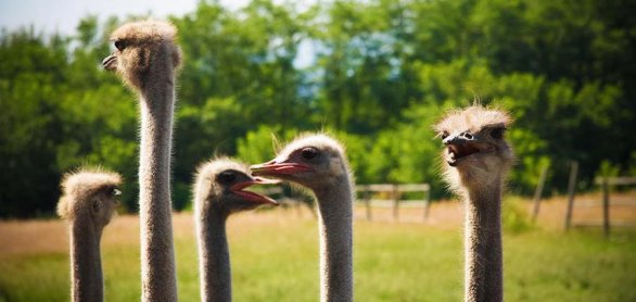 ostrich farm © coolnina - stock.adobe.com